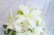 画像6: キャスケードブーケ　アーティフィシャルフラワー　カサブランカ　薔薇ホワイト　　小花等　スワロ　横幅（花のみ）28-30cm　　色違い可
