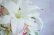 画像2: キャスケードブーケ　アーティフィシャルフラワー　カサブランカ＆カトレア　薔薇ホワイト＆ピンク　　小花等　スワロ　横幅（花部分）28-30cm　　色違い可 (2)